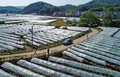 广西新电力：全面建设现代化电网